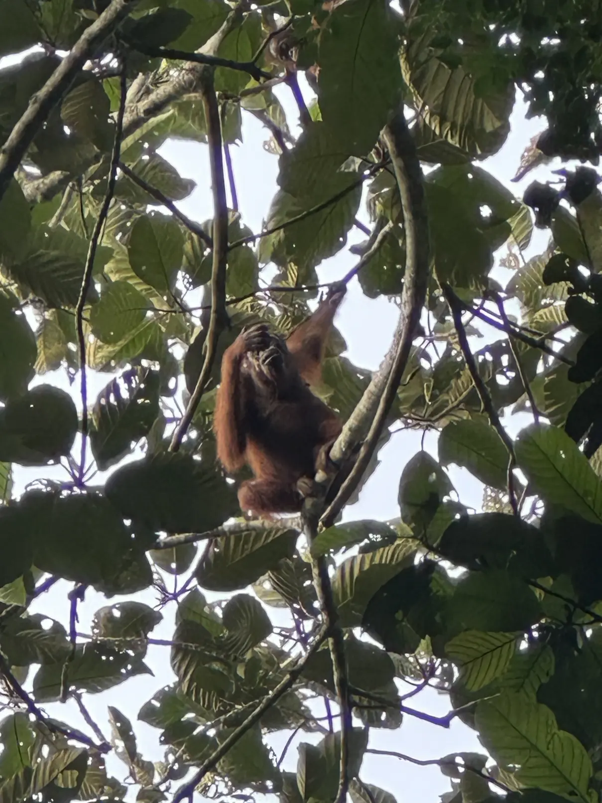 Orangutans in the trees