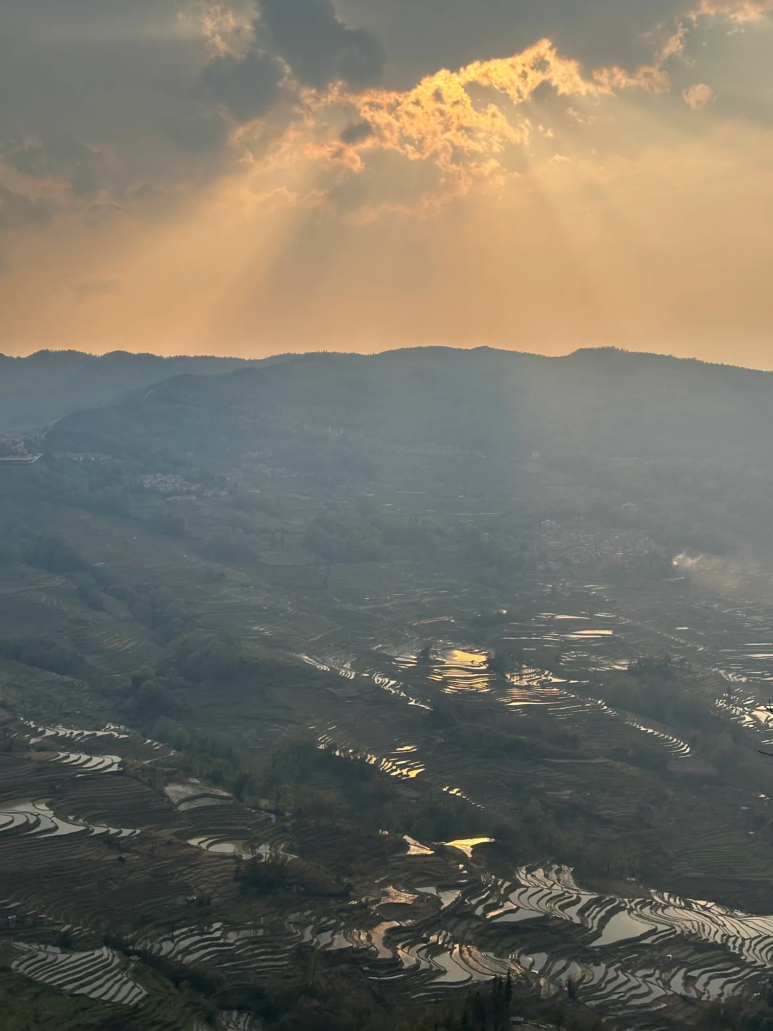 Rice paddies at sunset