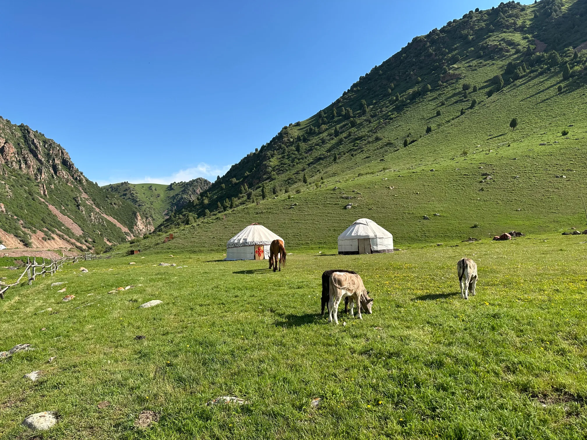 Yurt with horses in a grass field