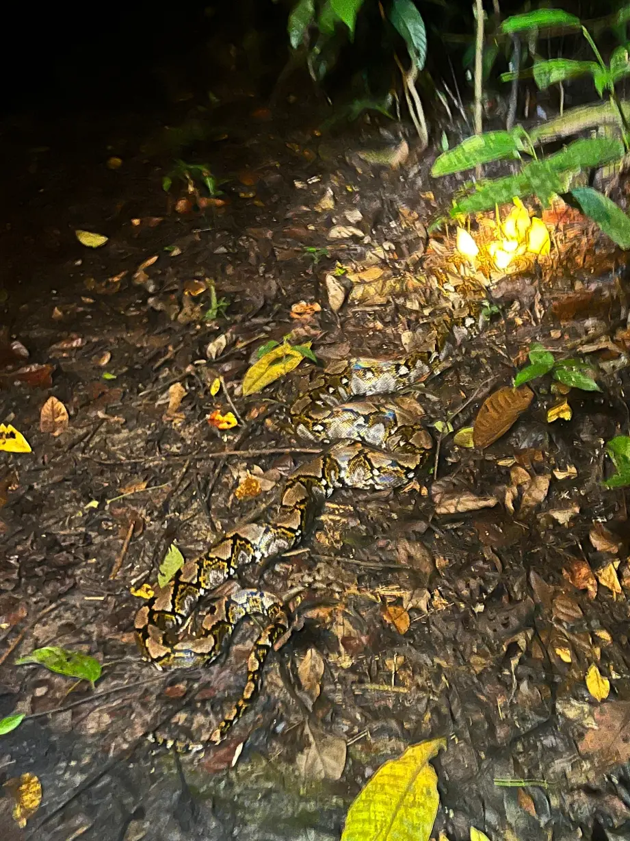 Snake at night