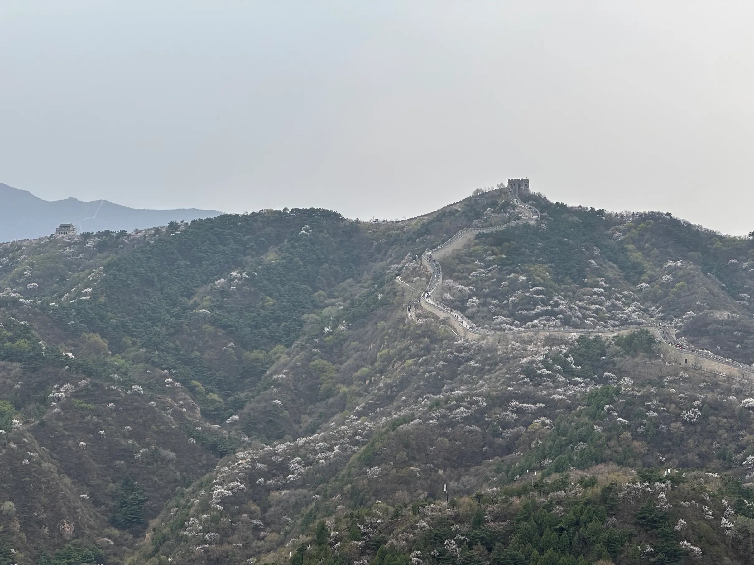 Badaling great wall view with blossom