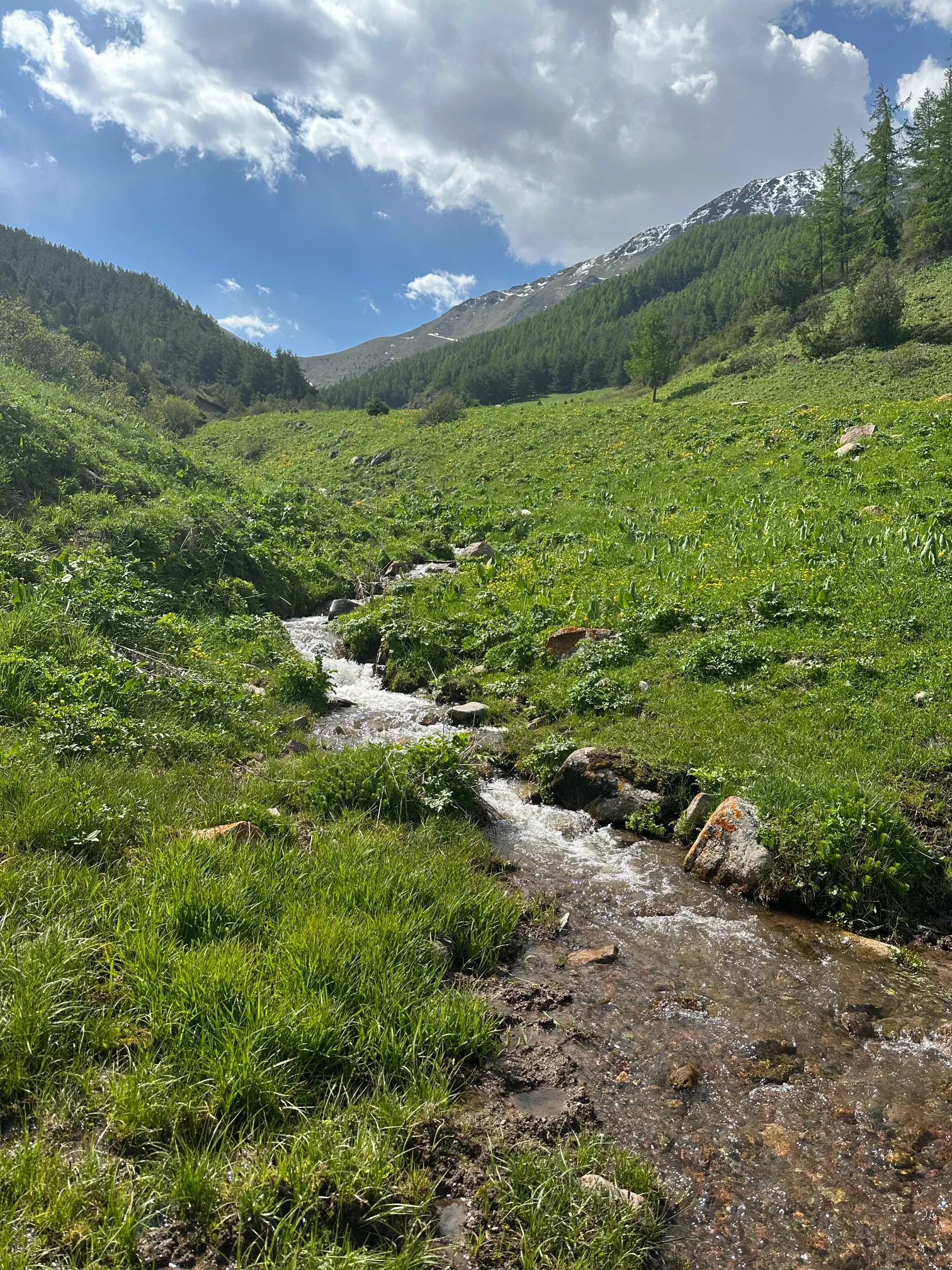 Small stream in grasslands