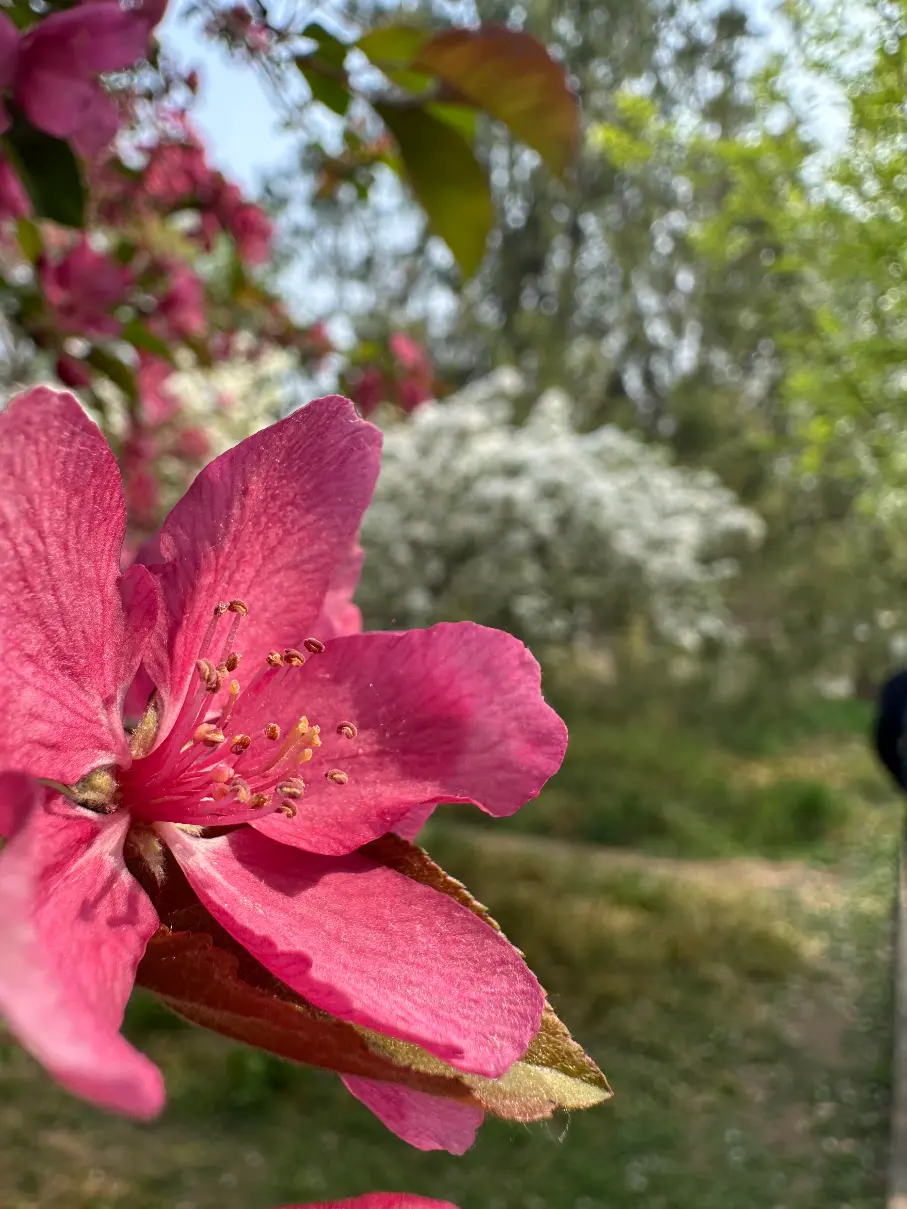 Pink flower close up