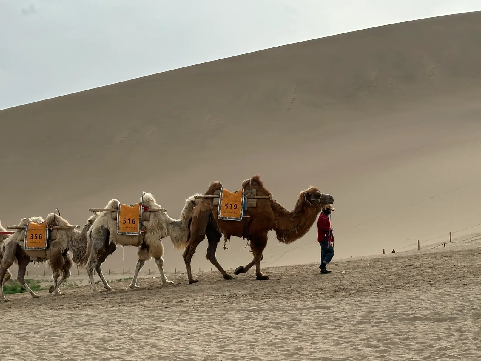 Camels in the desert