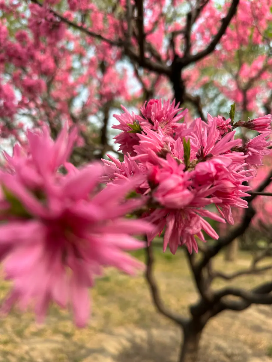 Pink flowers in tree