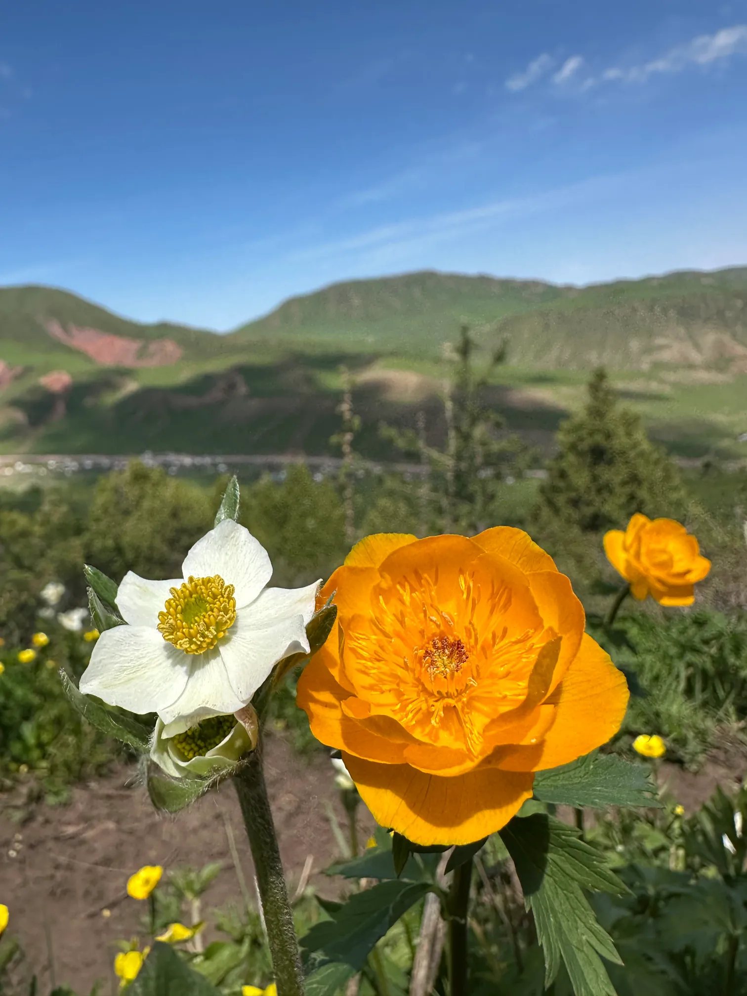 White and orange flower