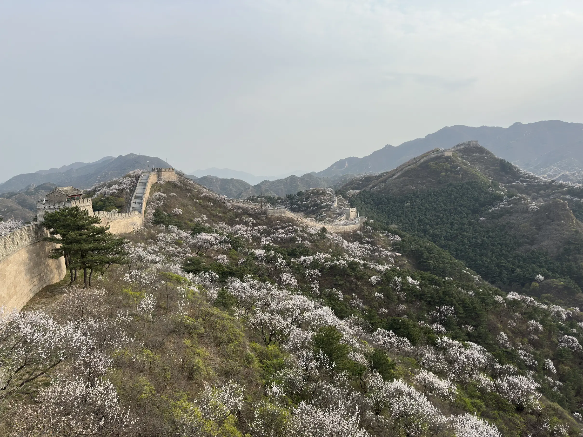 Wall with blossom