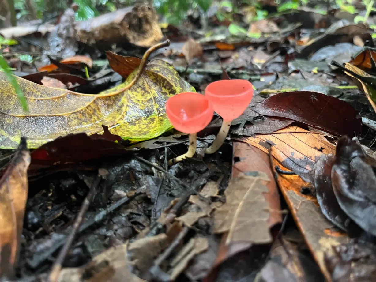 Mushrooms in the jungle