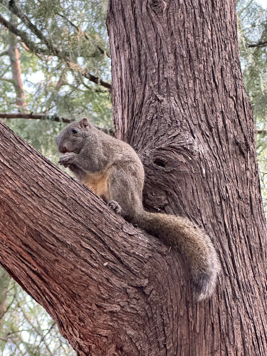 Squirel in the tree