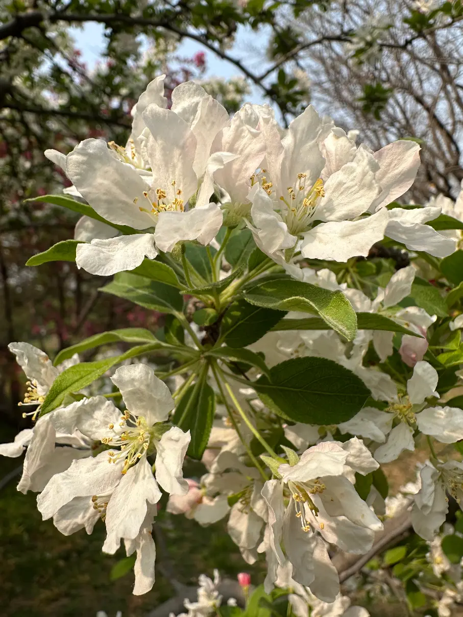 White flower close up