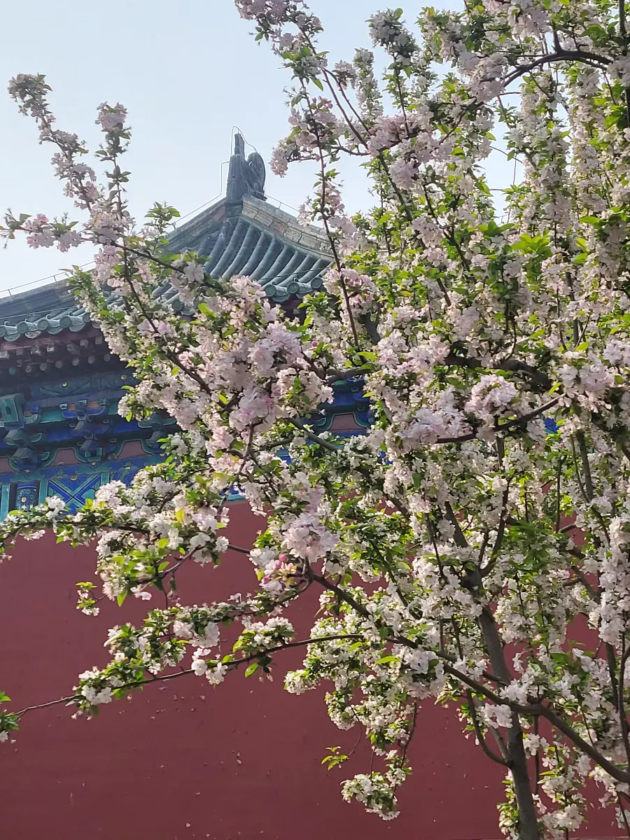 Blossom with building