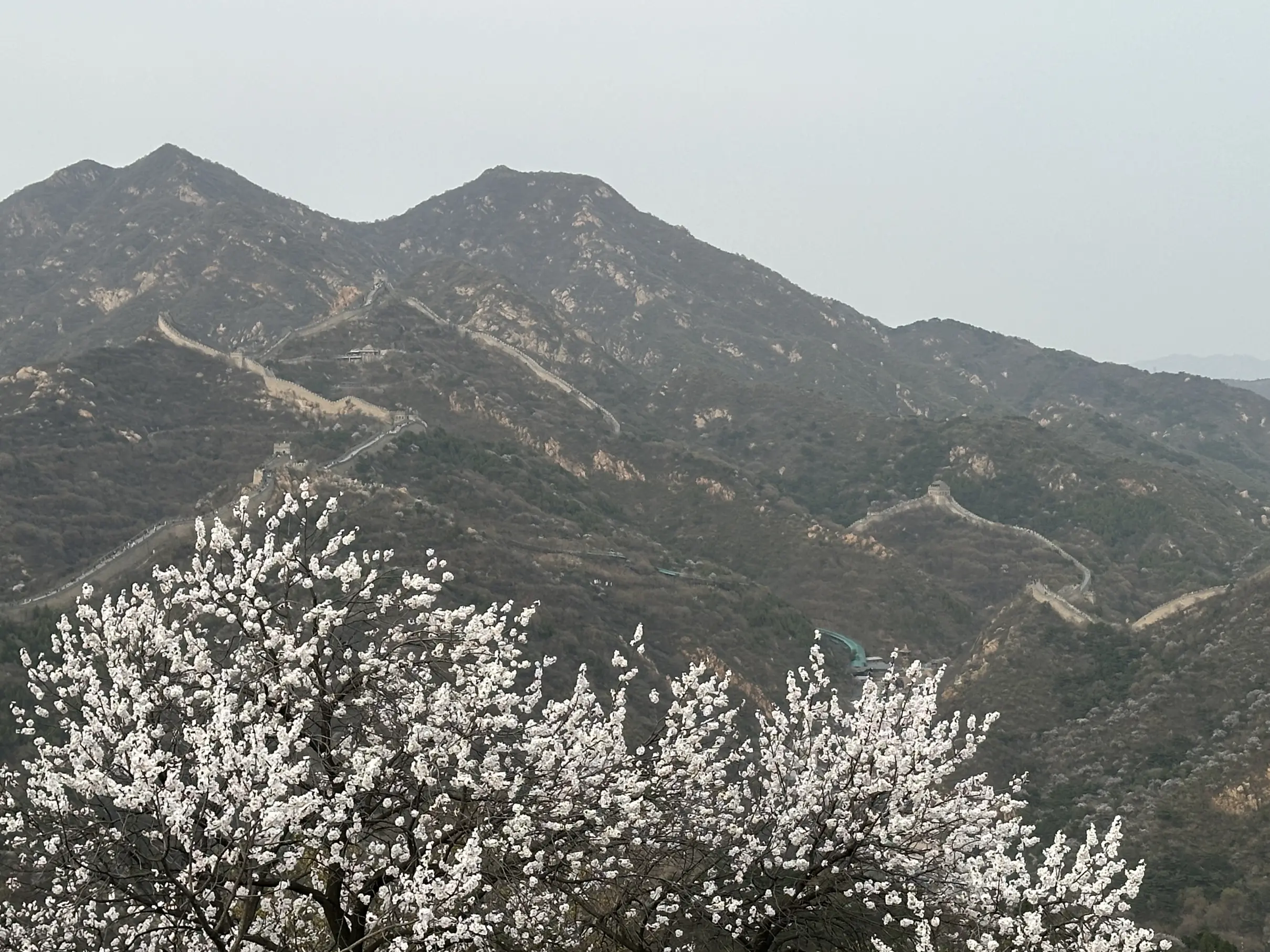 Badaling great wall blossom close up