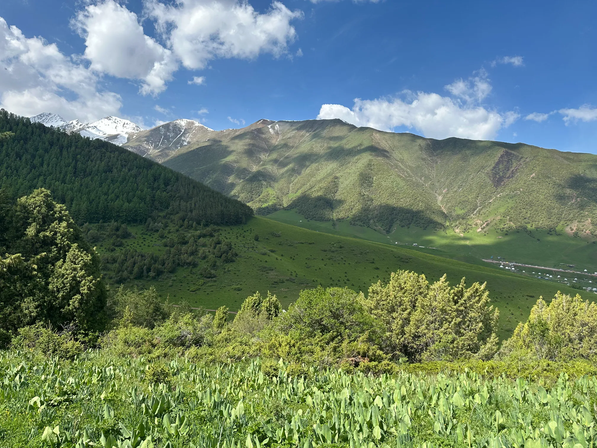 Grasslands with pine trees and mountains