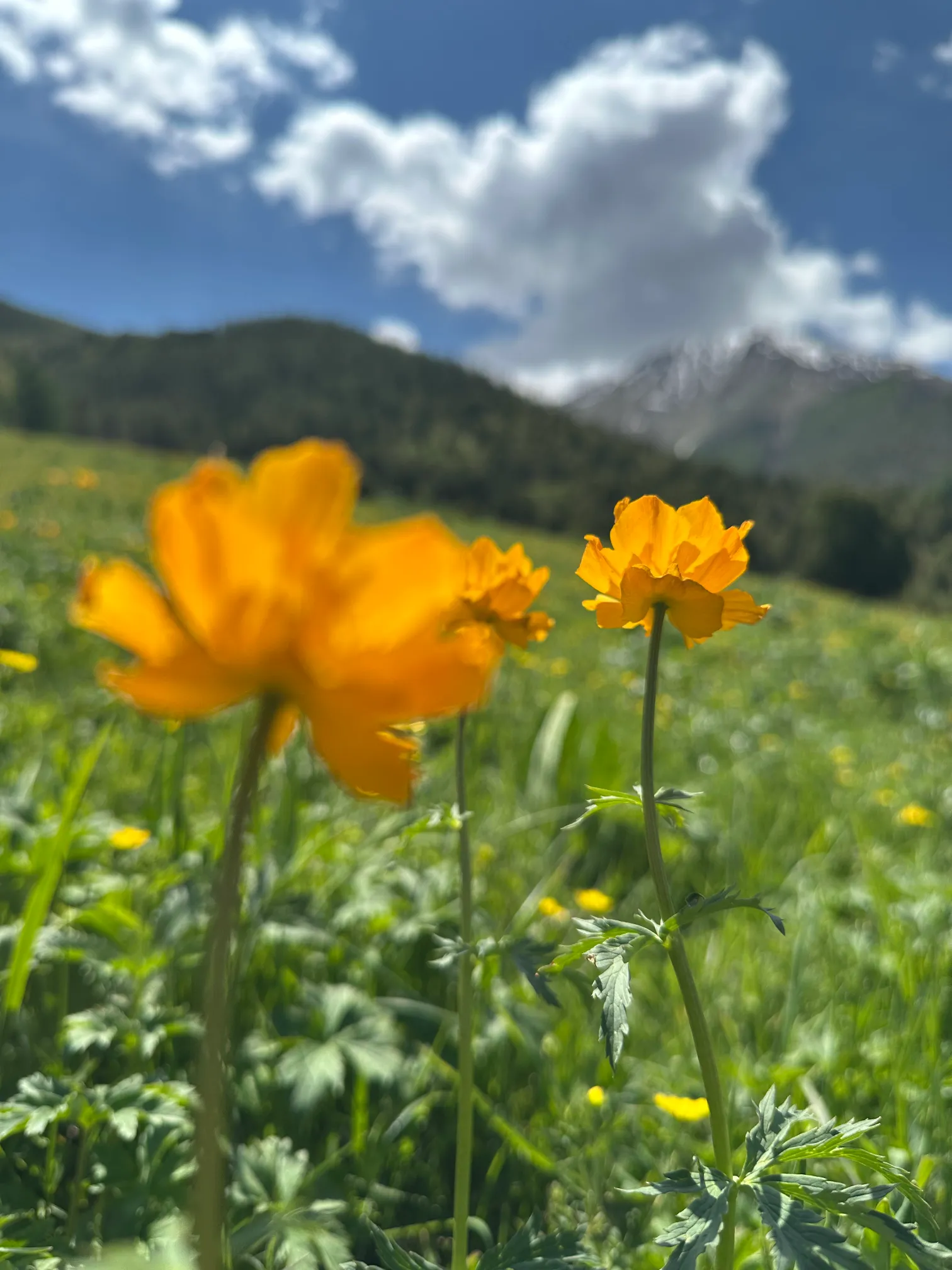 Orange flower with mountain view