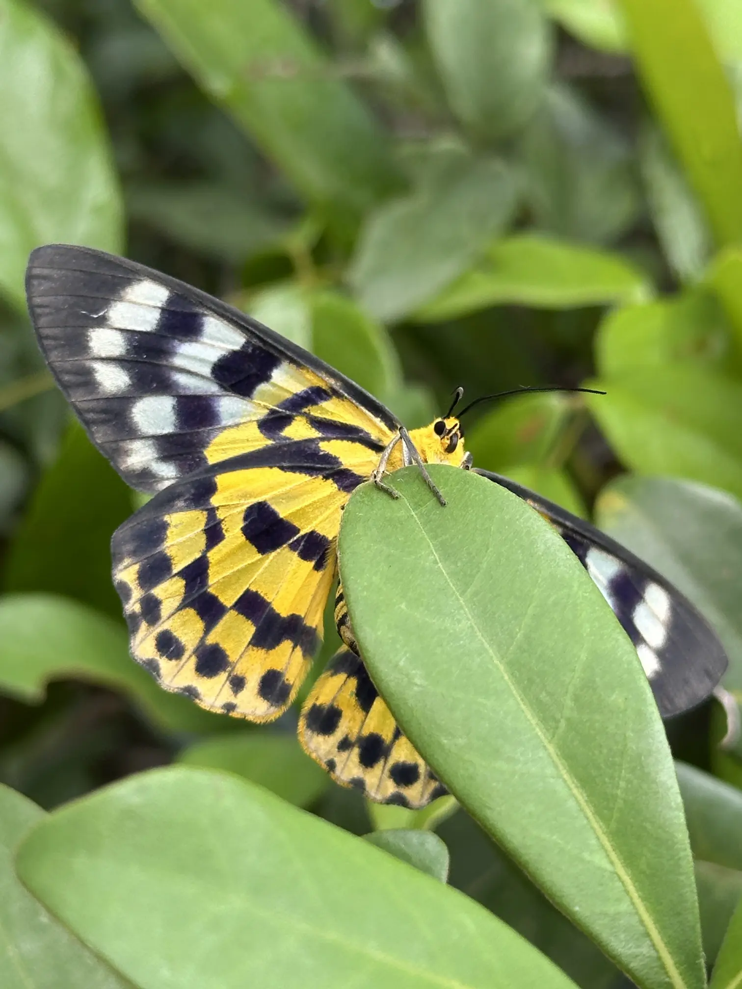 Close up butterfly
