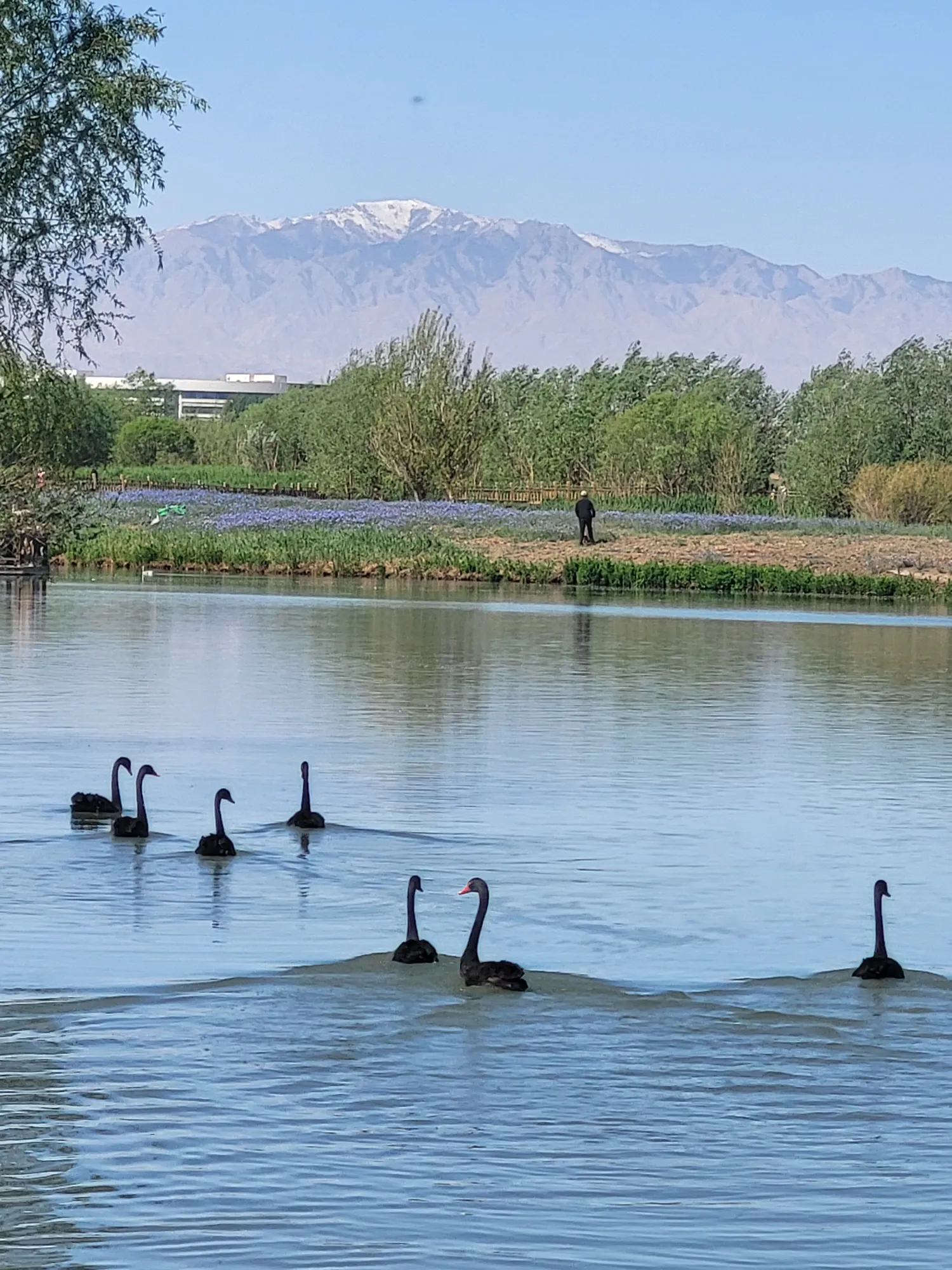 Swans with lake and mountain view
