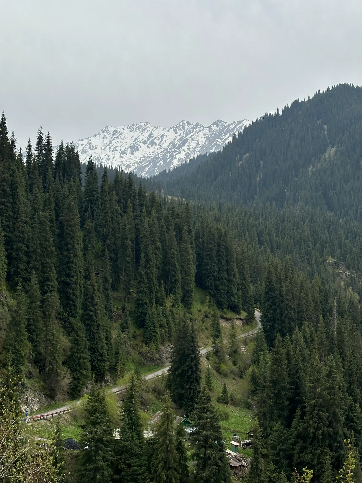 Trees with mountains