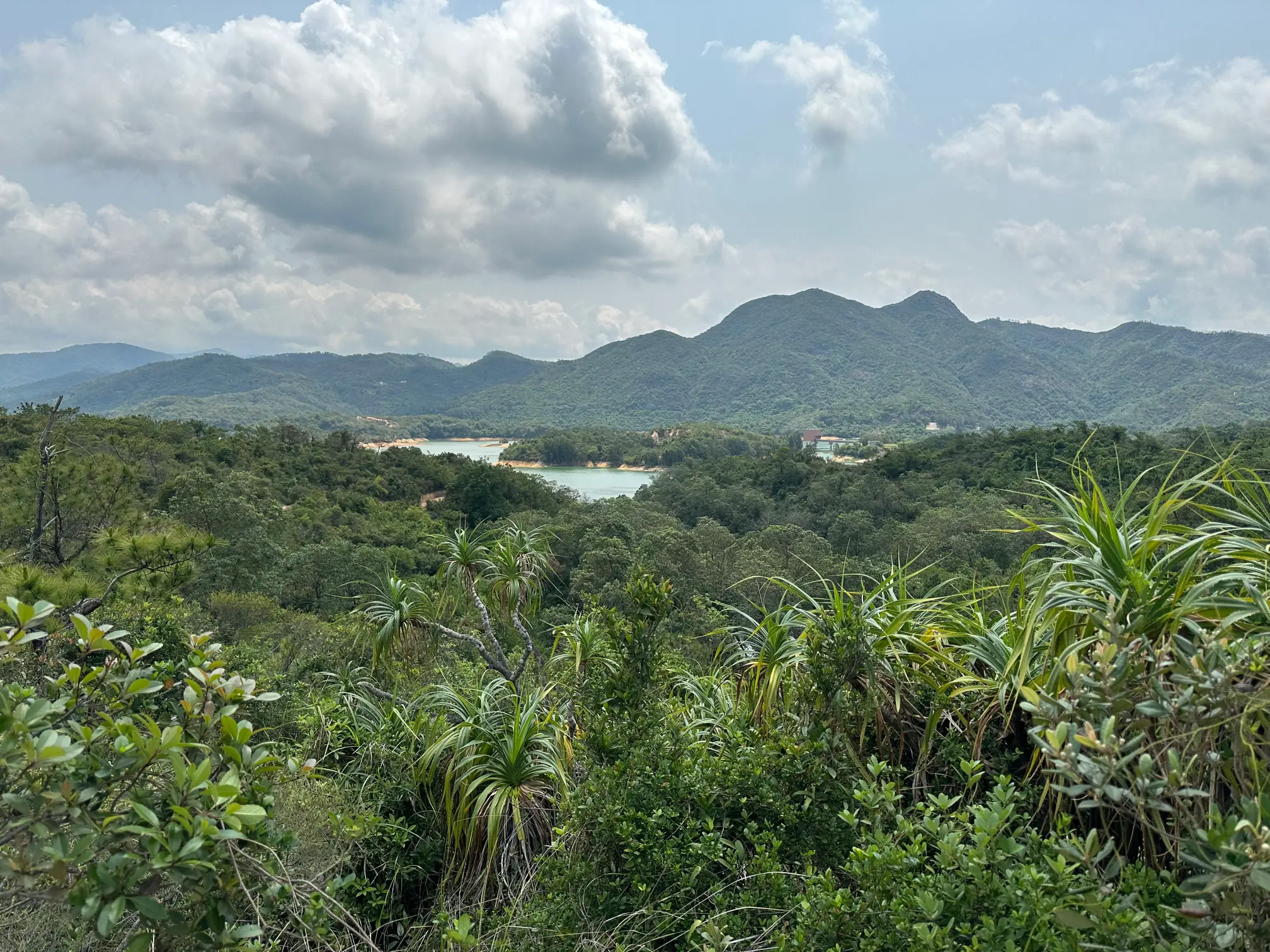 Tai lam chung resevoir view with trees landscape