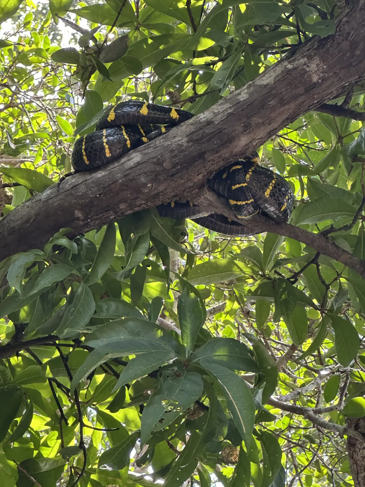 Snake in the trees