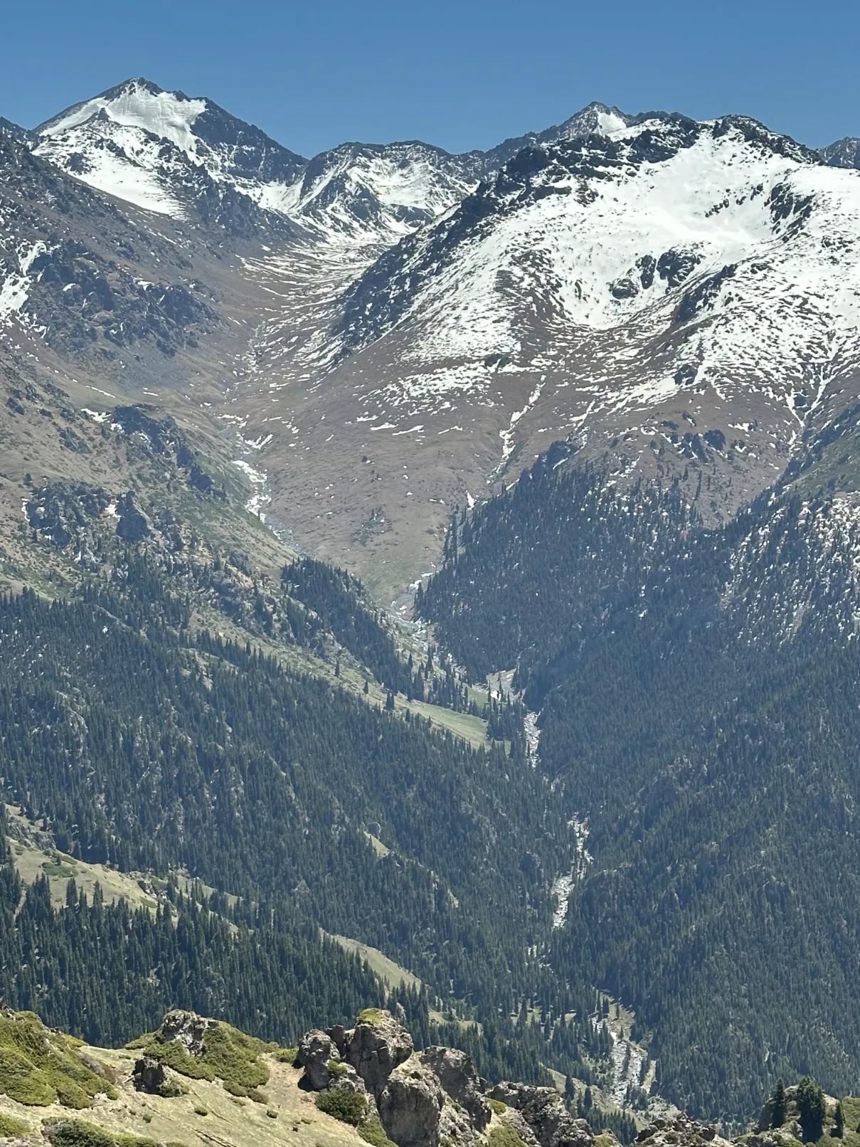 Portrait picture of snow mountains with pine trees