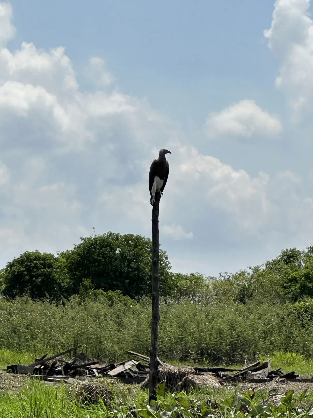 Eagle