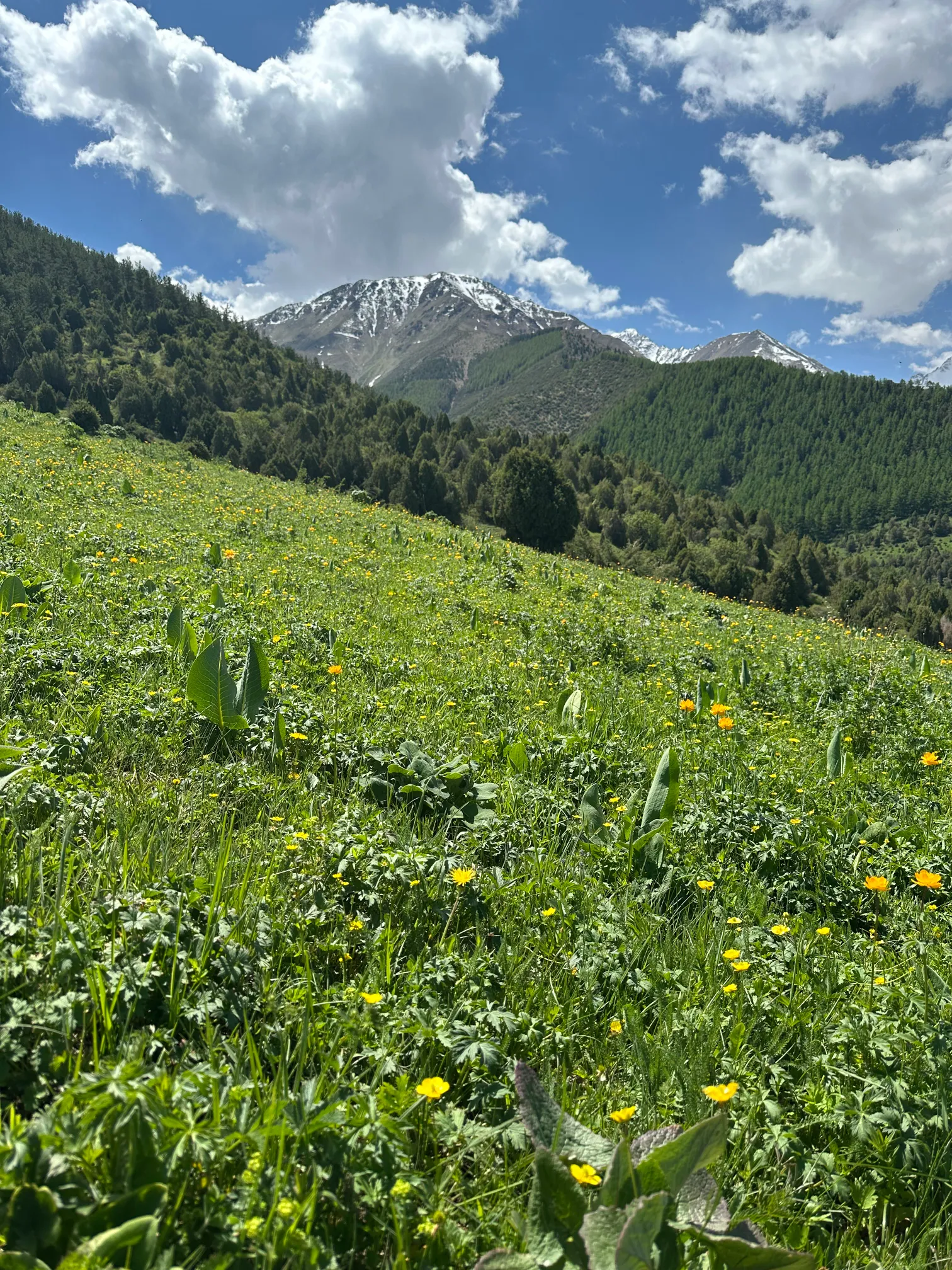 Grasslands with flowers and mountains in portrait