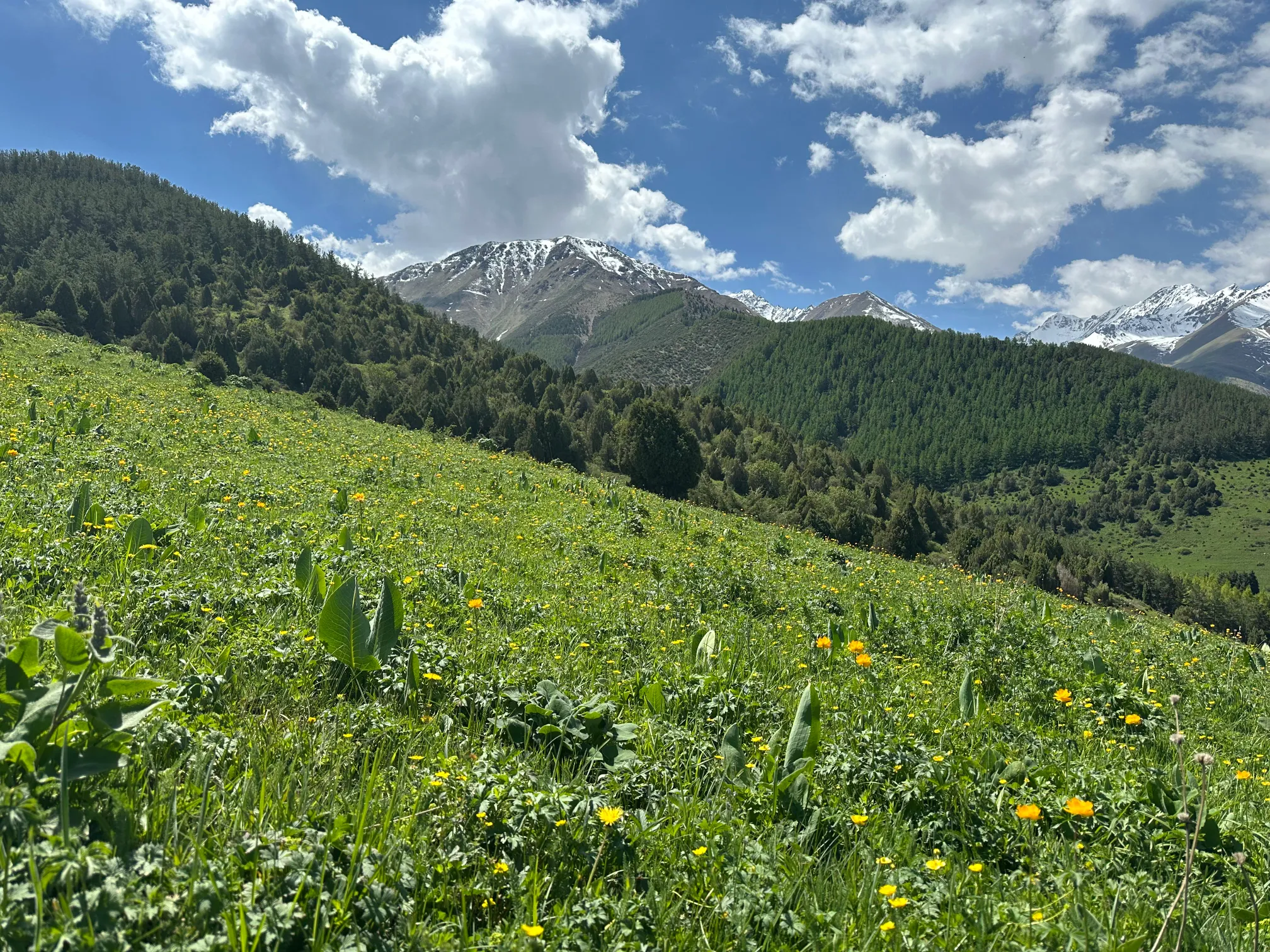 Grass field with flowers and mountains