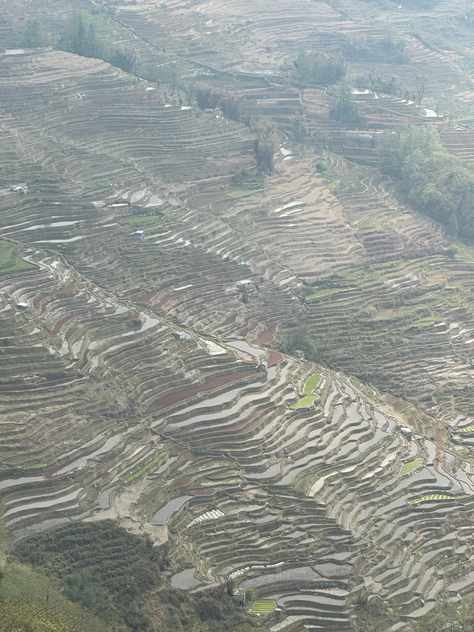 Rice paddies mountains portrait