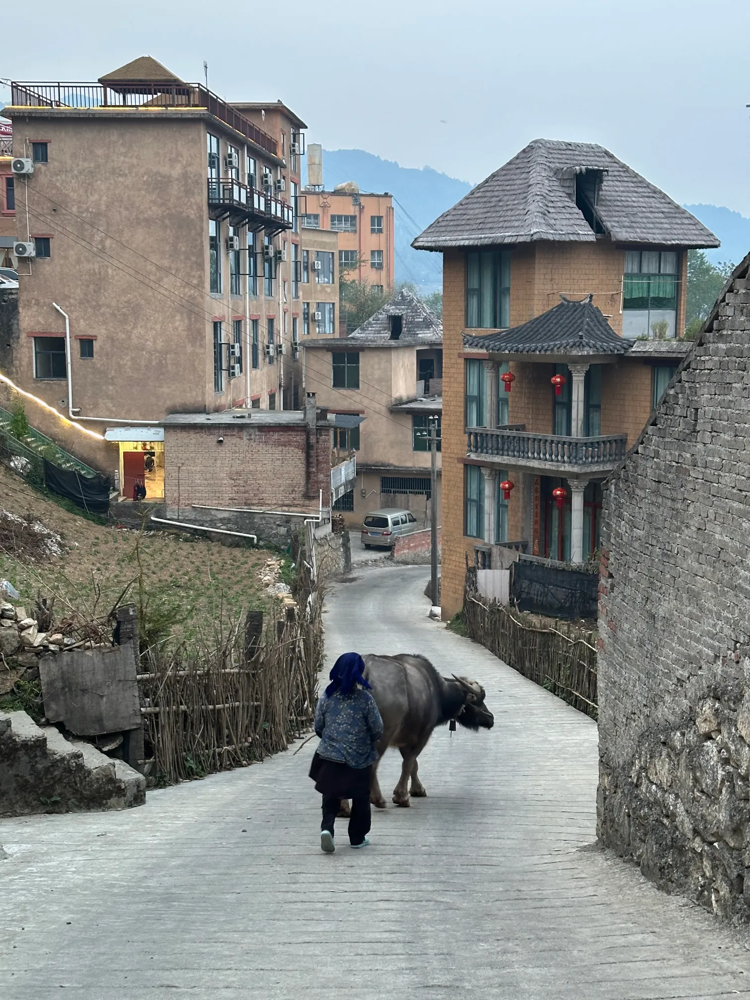 Animal in the streets