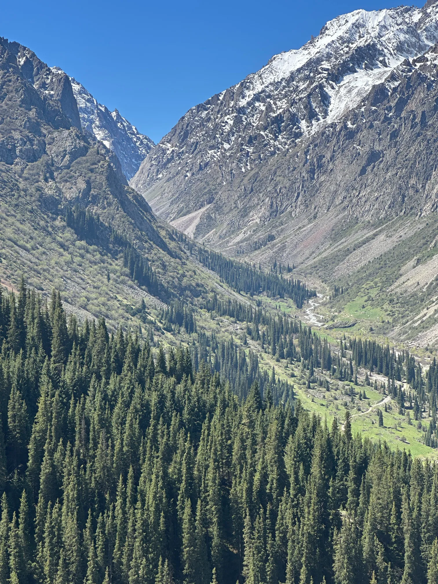 Mountain view with a pine forest