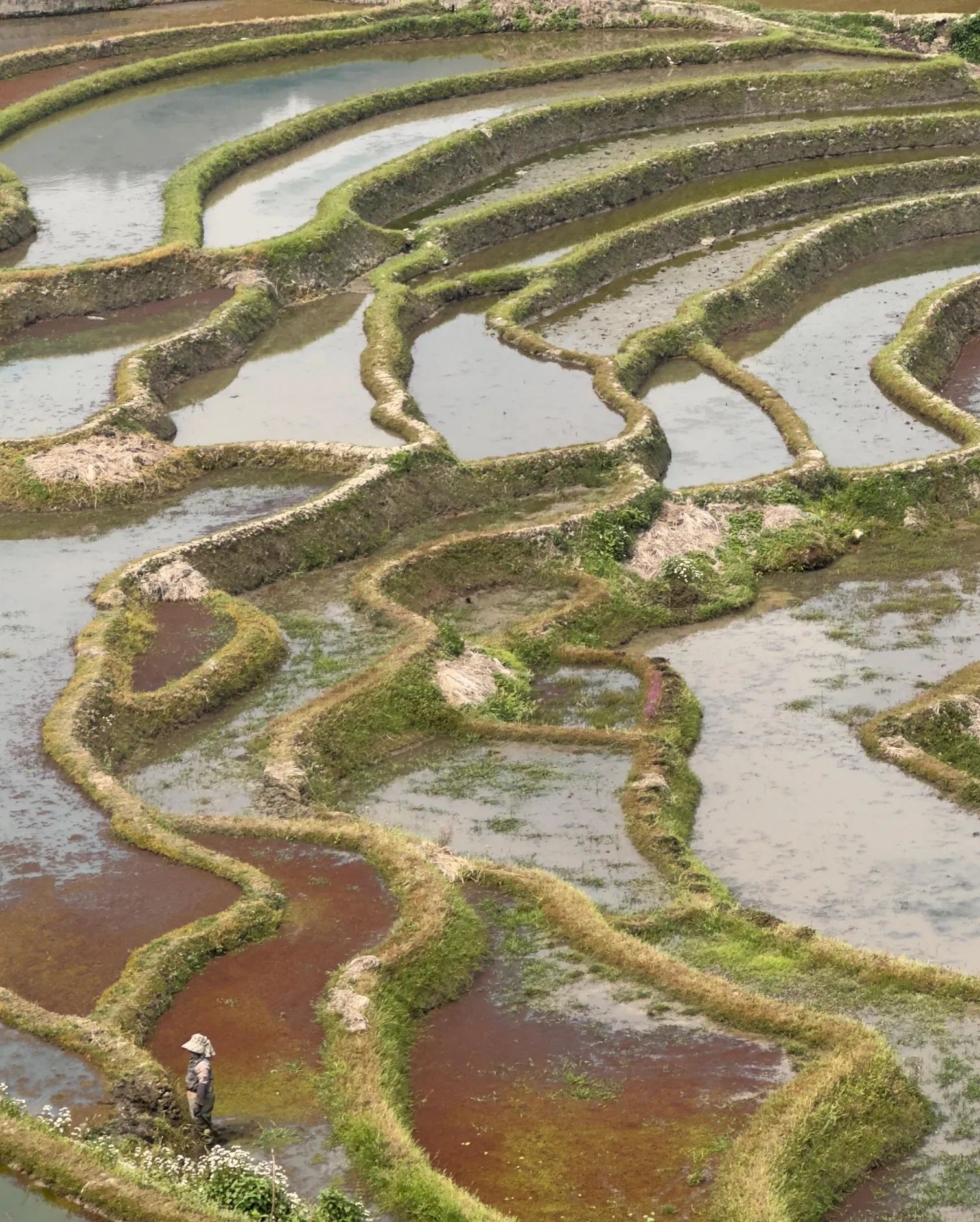 Woman working in the rice paddies
