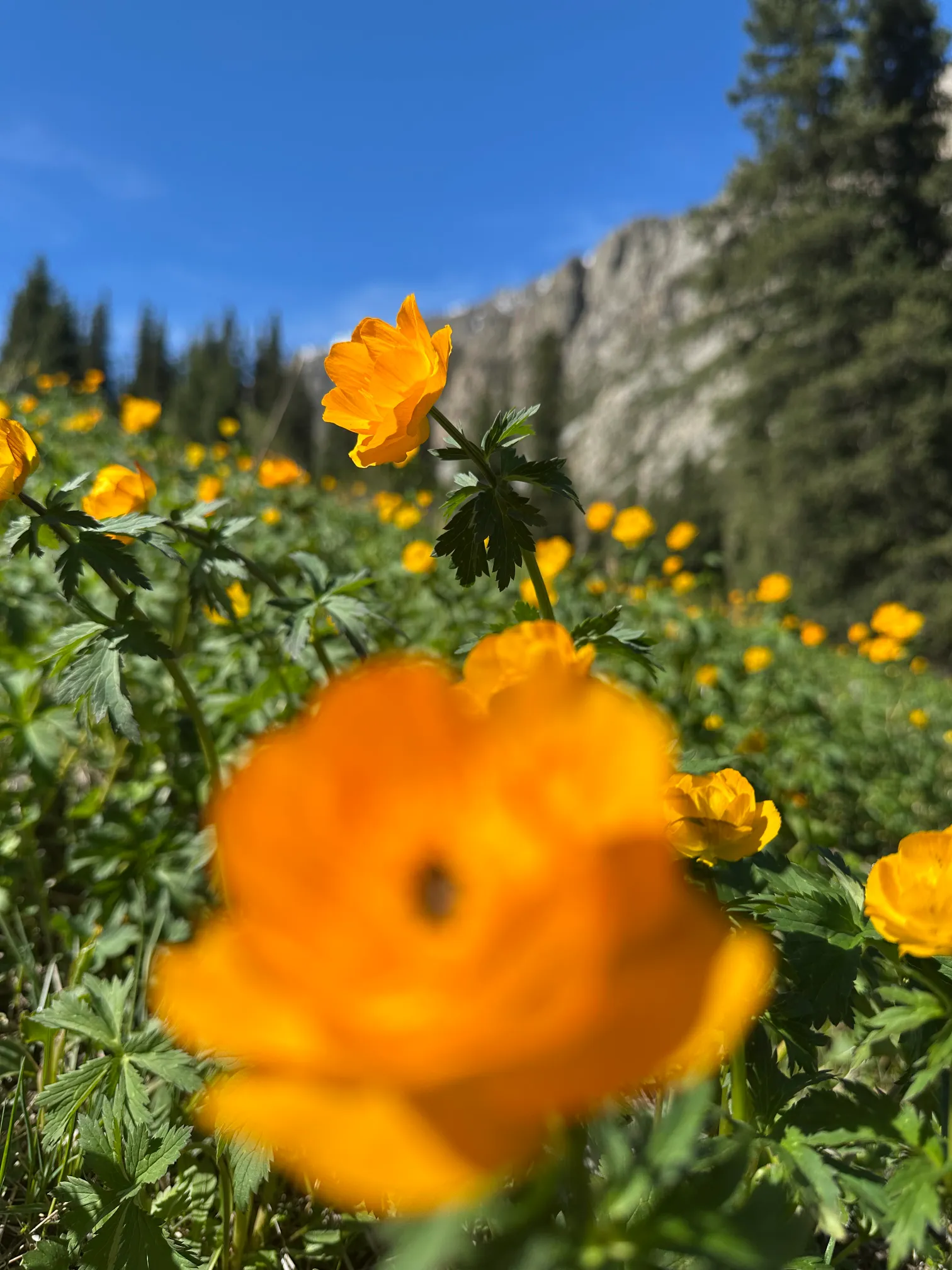 Close up of a flower