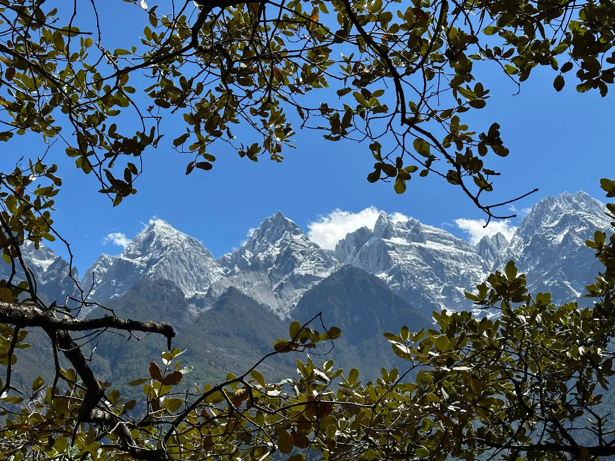 Mountains through the trees