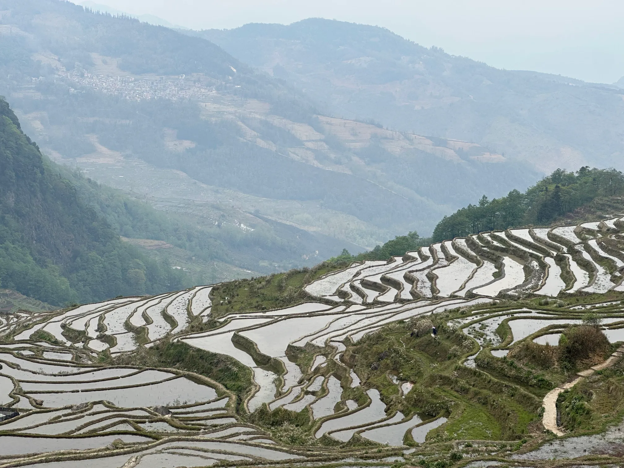 Rice paddies with mountains