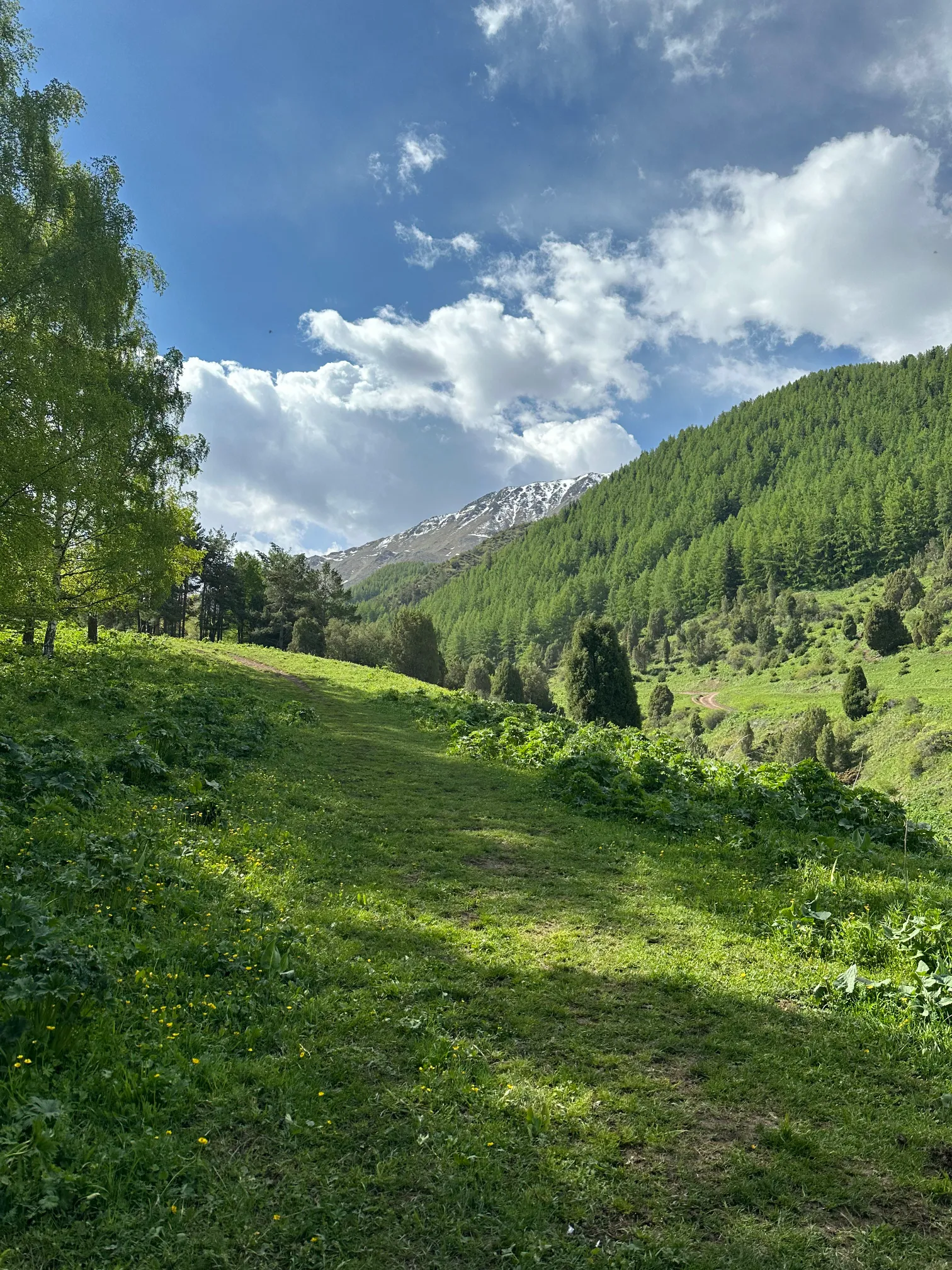 Green hills with a trail