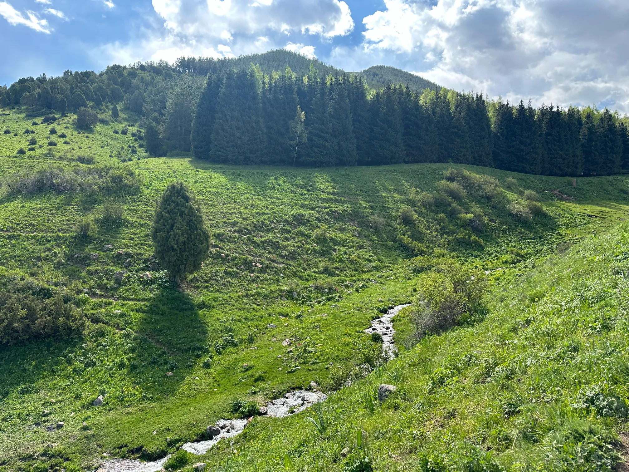 Stream with a pine forest