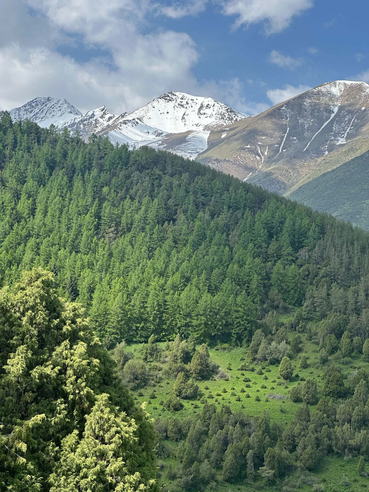 Pine trees with mountains