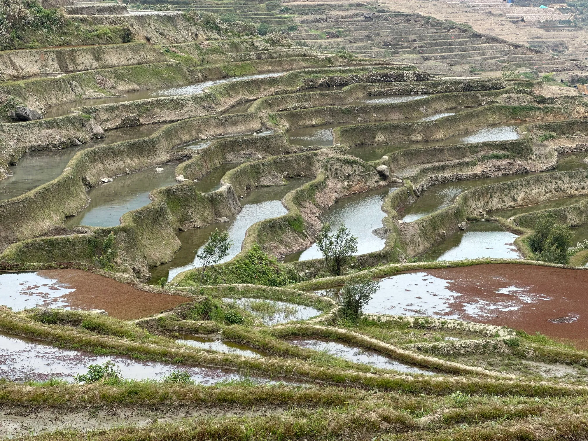 Rice paddies