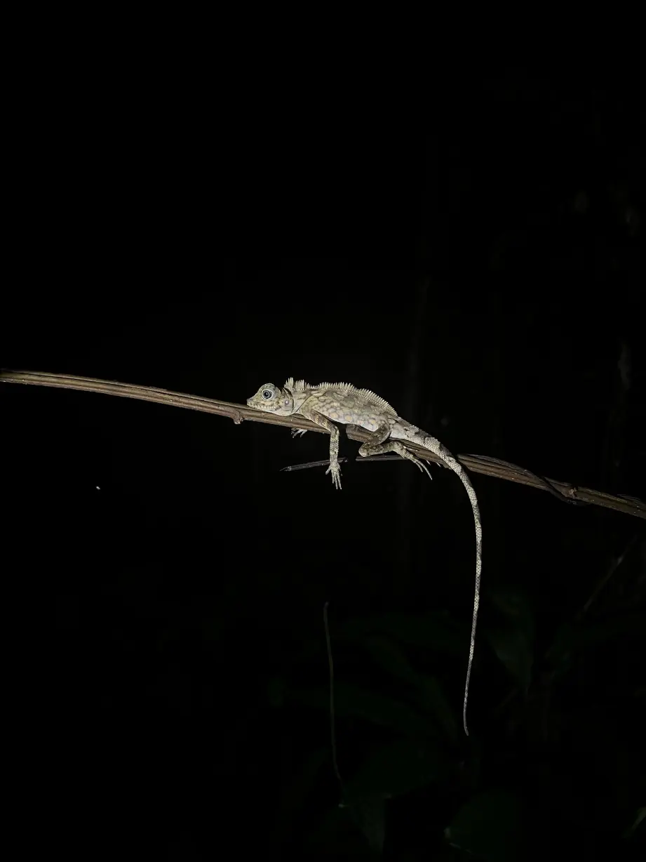 Animal at night
