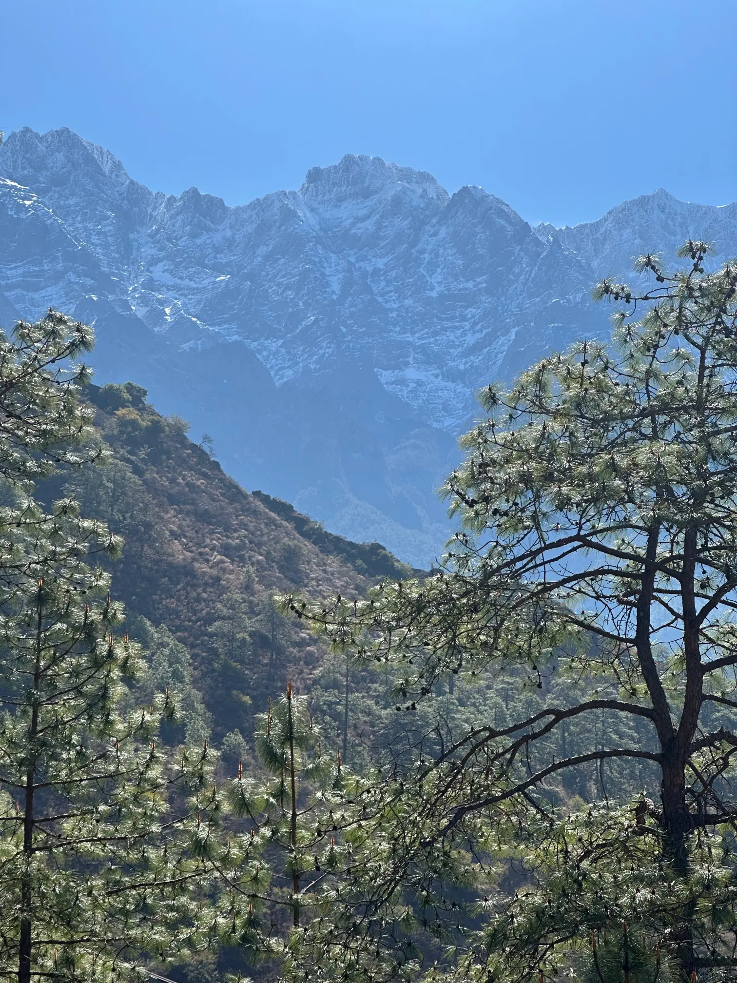 Trees with mountain