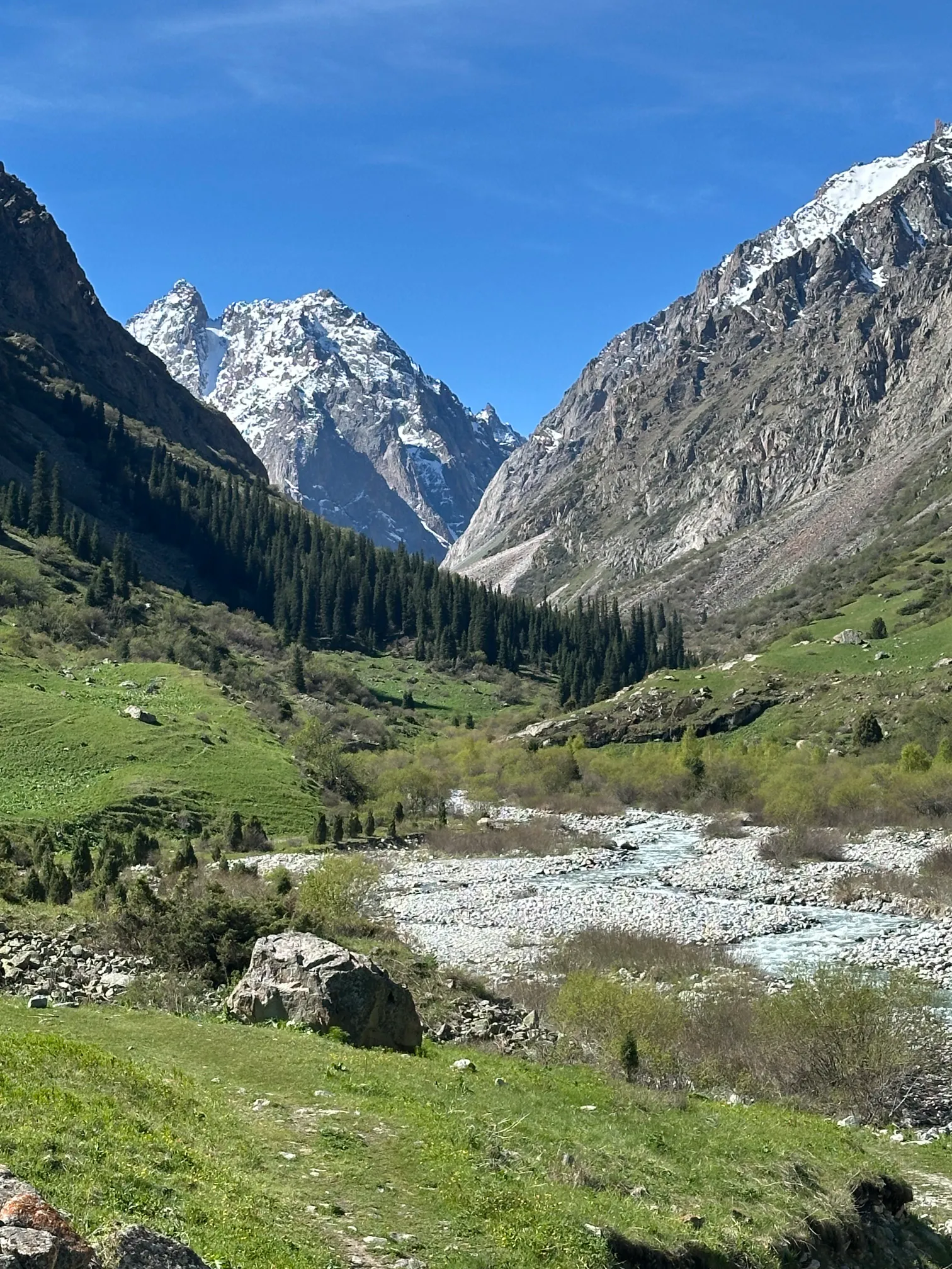 Mountain view with river and pine trees