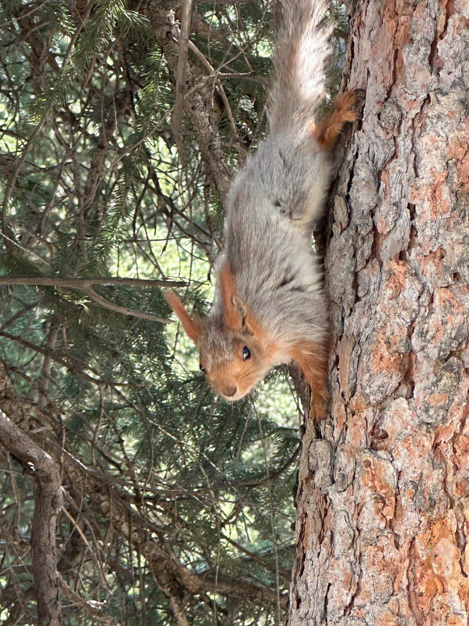 Squirrel in the trees